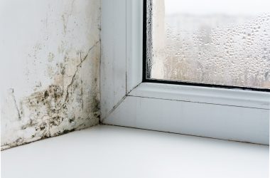 Mould Remediation Sydney